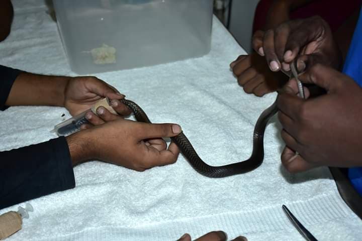 Cobra With Spinal Trauma