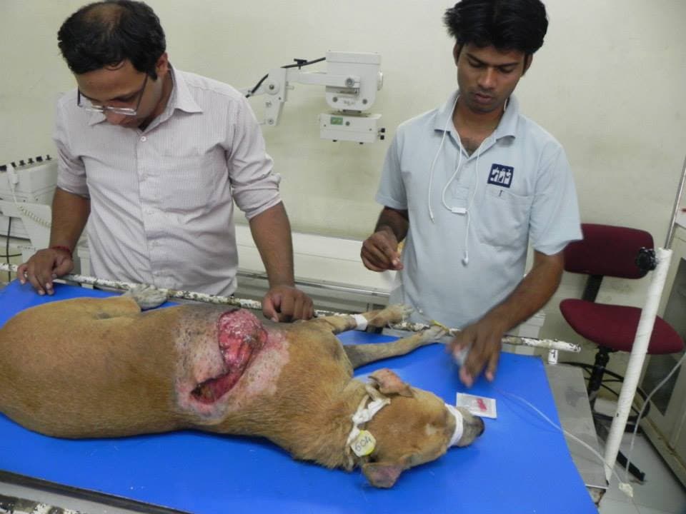 Dog badly cut with a sharp object