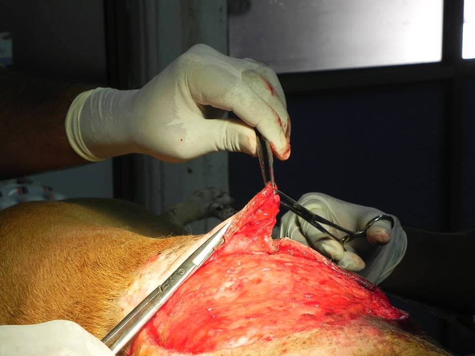 The skin being sutured by the doctor at Jivdaya