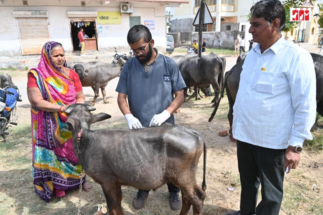 cattle_camp_3