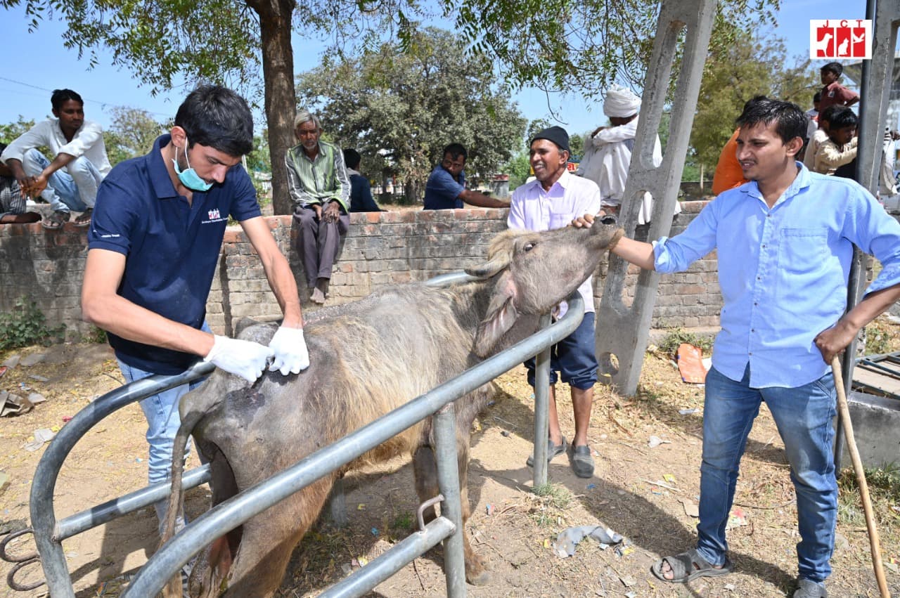 cattle_camp_7