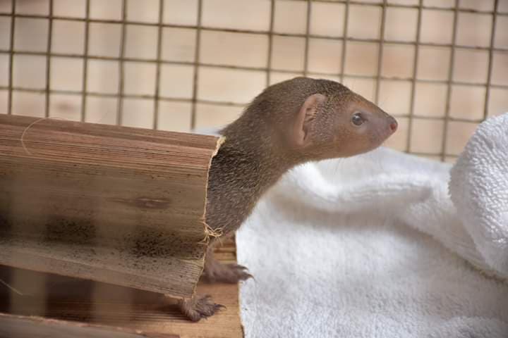 Mongose Baby Rescued and Rehabilitated