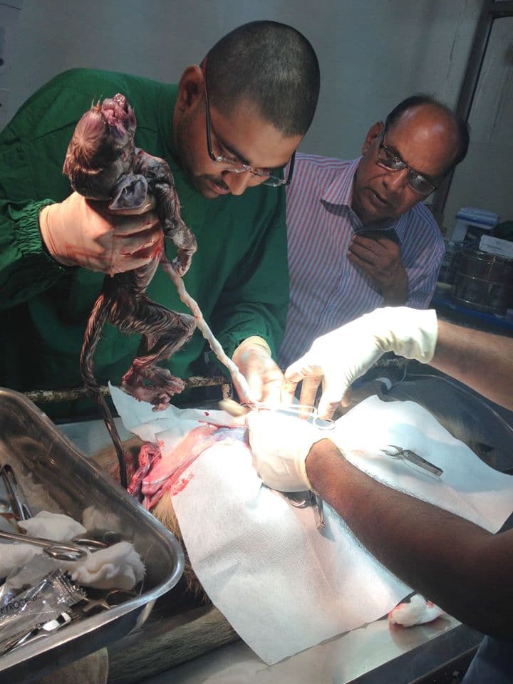 The doctor removing the dead feaus from the mother's womb
