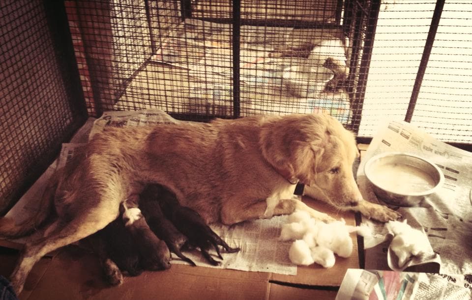 The mother after accepting her new babies