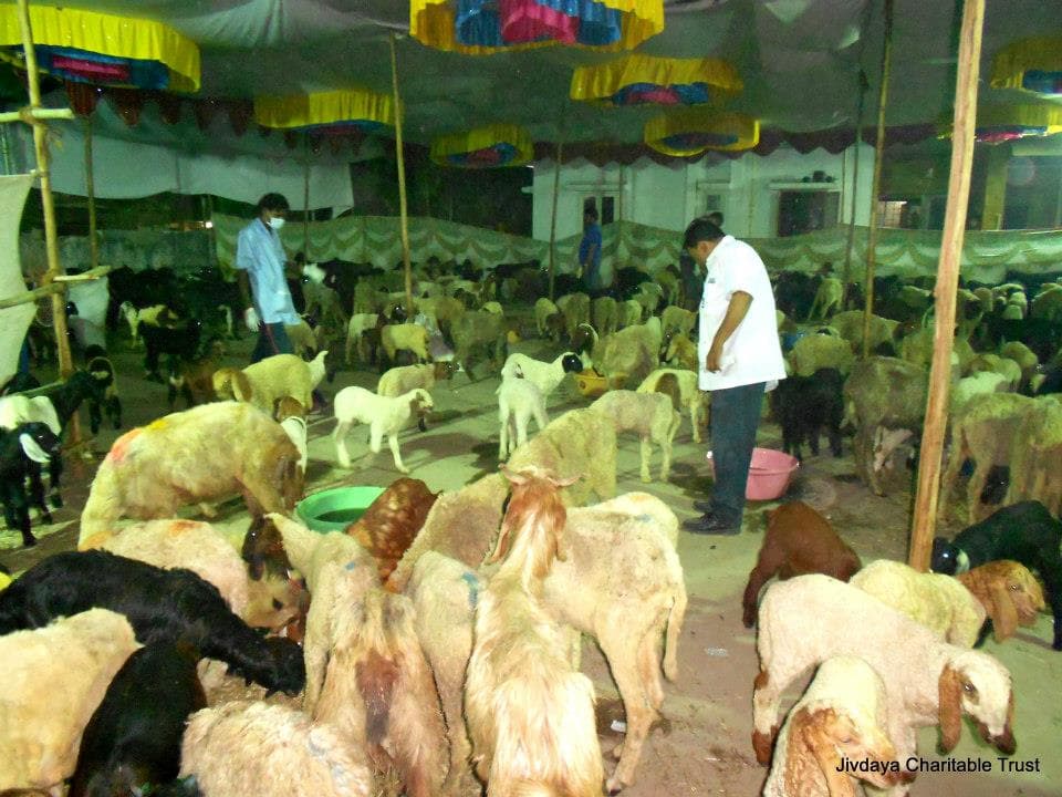 Rescued sheep at Neelam Park