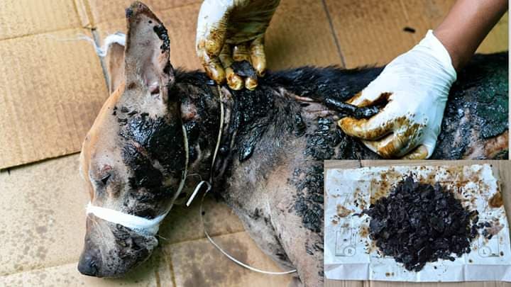 Puppy Stuck in Tar