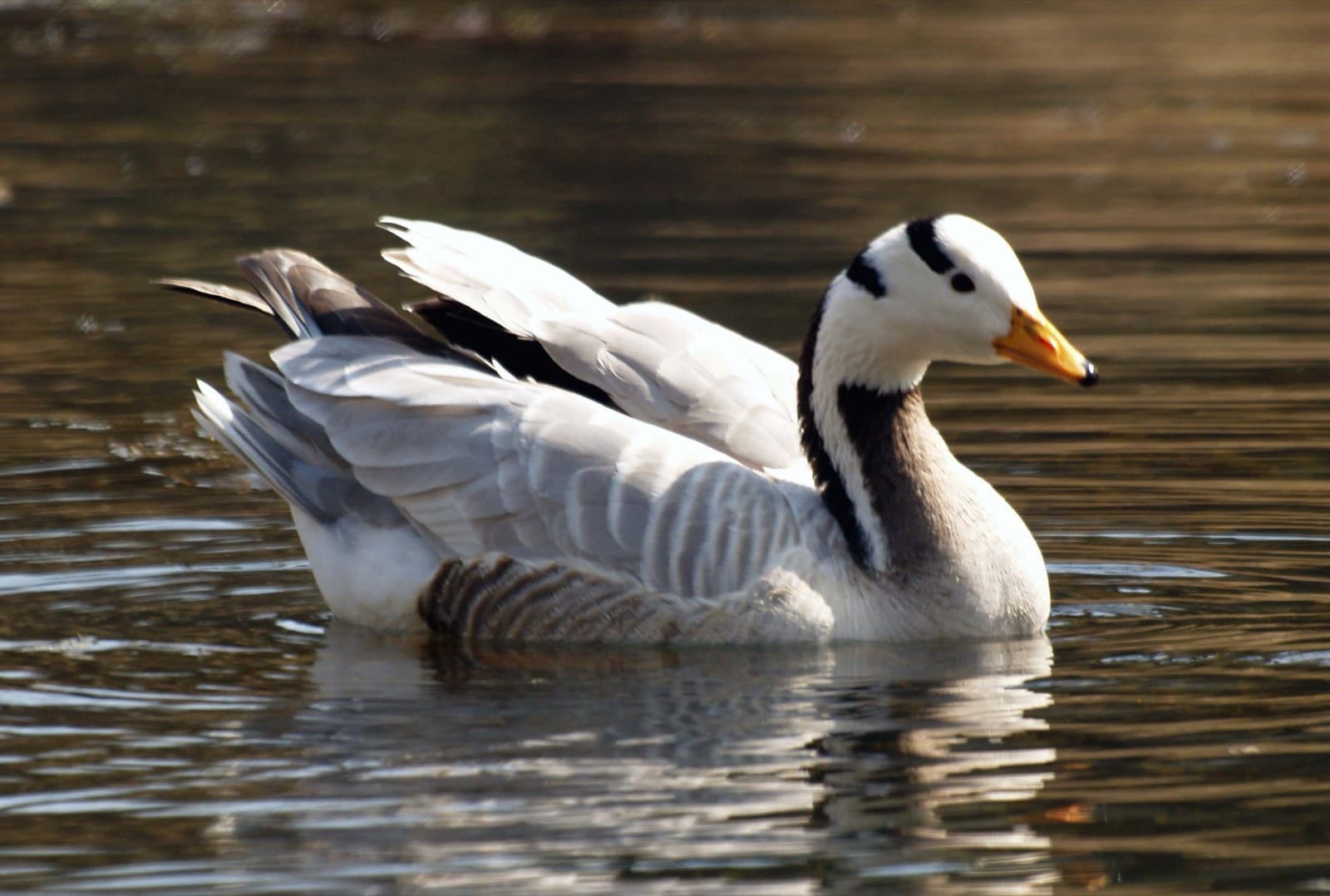 The bar-headed goose