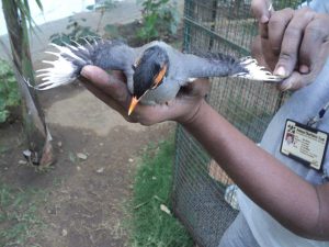 Burnt wings of the mayna due to chemicals