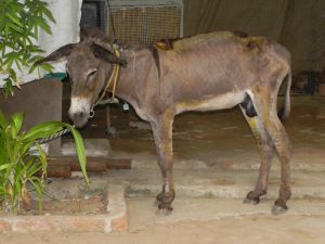 The rescued donkey at JCT